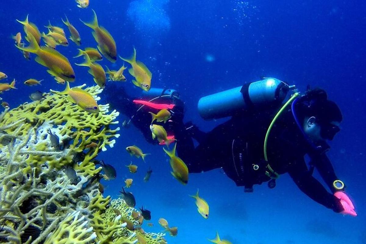un sub nell'oceano con un banco di pesci