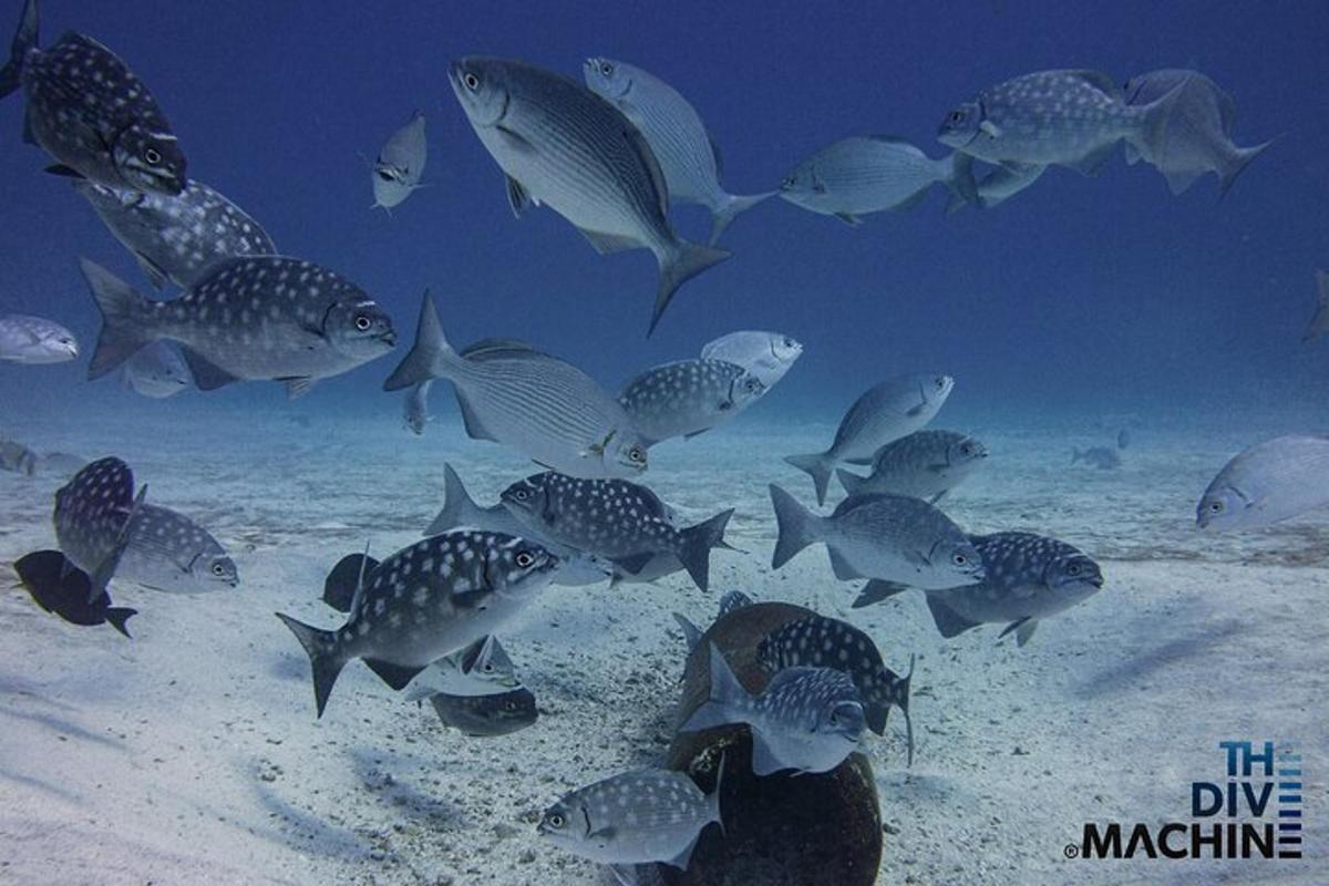 un grupo de peces nadando en el océano