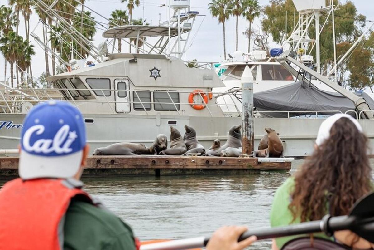 Un grupo de focas descansando en un muelle junto a un barco.