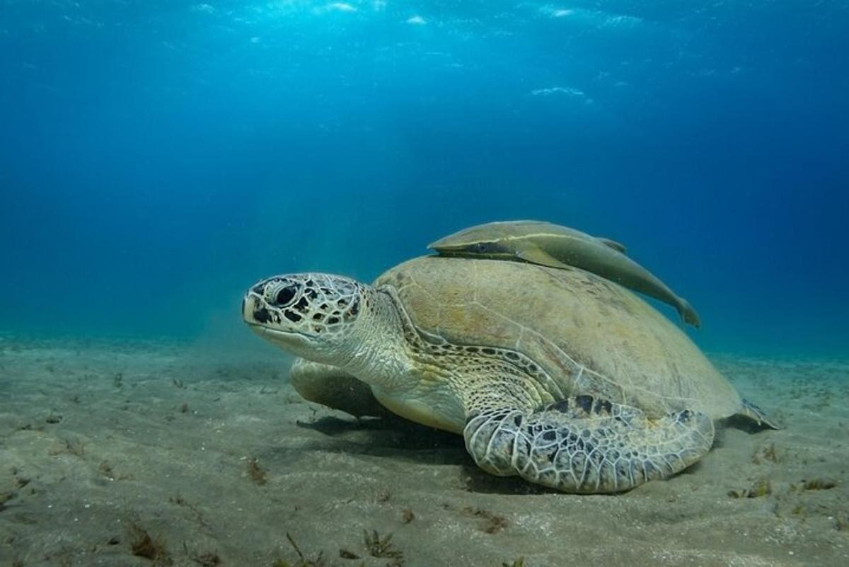 eine grüne Meeresschildkröte, die im Wasser schwimmt