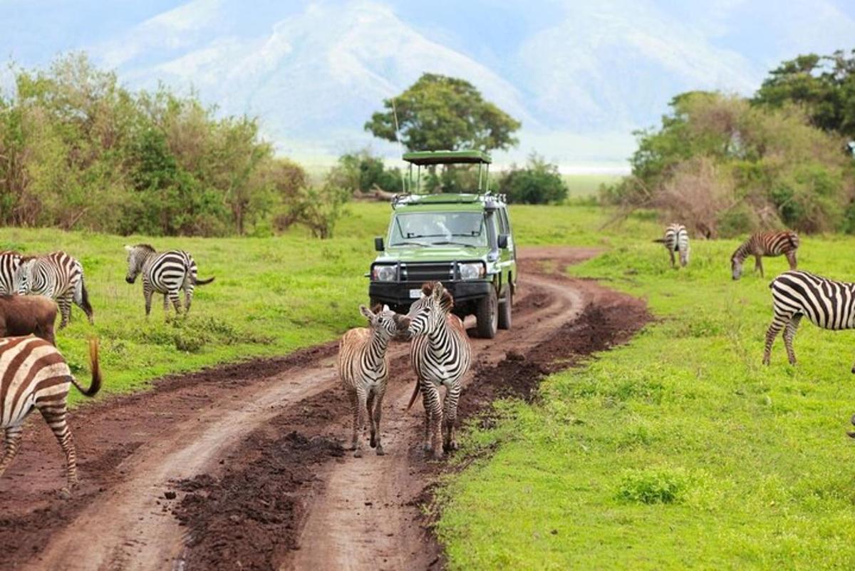 eine Herde Zebras überquert mit einem Lastwagen einen Feldweg