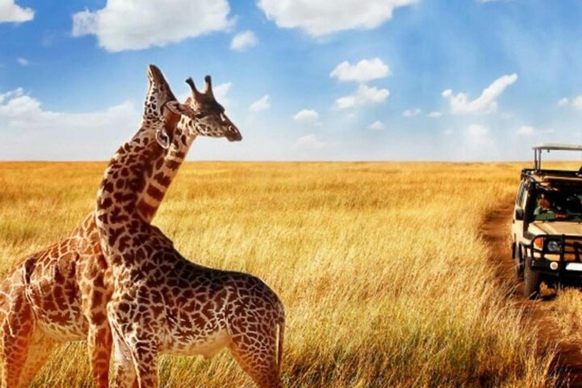 zwei Giraffen stehen neben einem Fahrzeug auf einem Feld