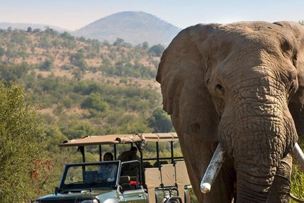 ein Elefant, der neben einem Fahrzeug mit Menschen darin steht