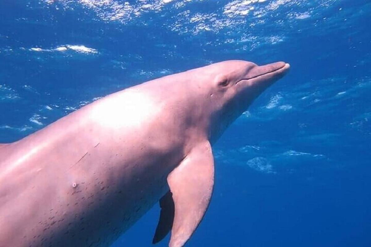 水中を泳ぐ白いイルカ