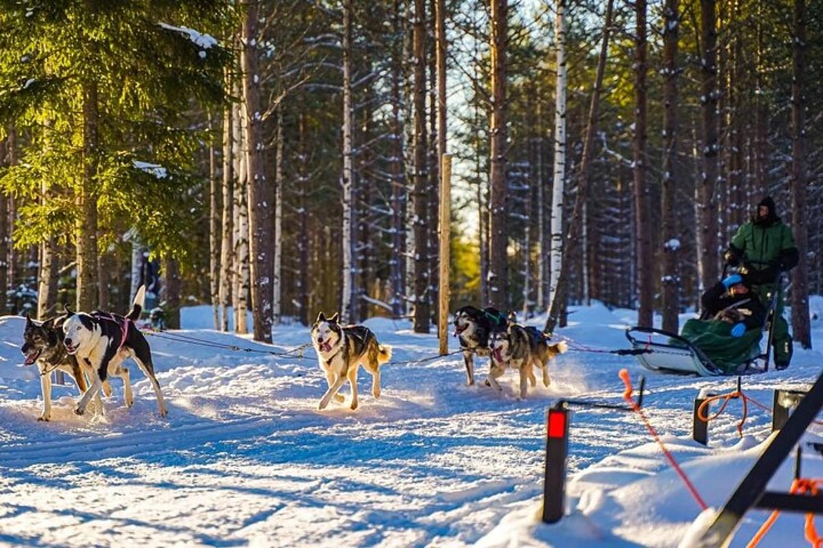 eine Gruppe von Hunden, die im Schnee laufen