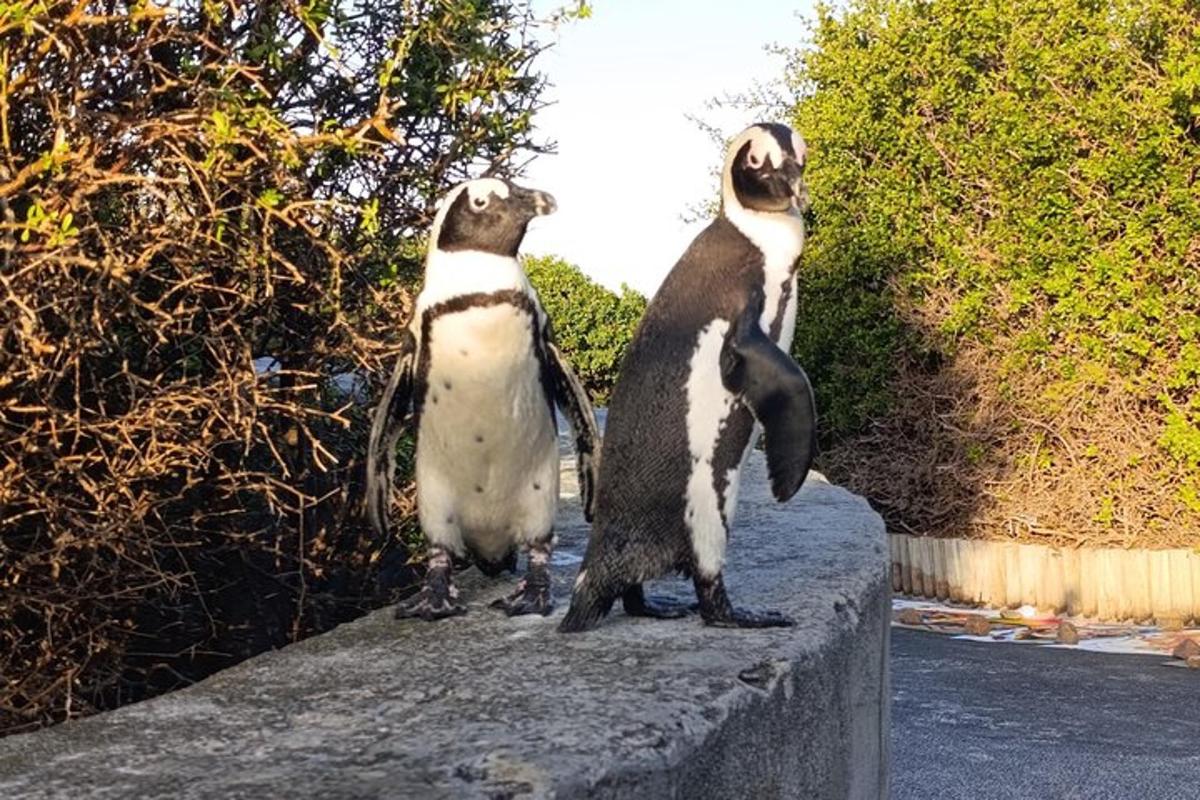 doi pinguini stând pe vârful unei stânci