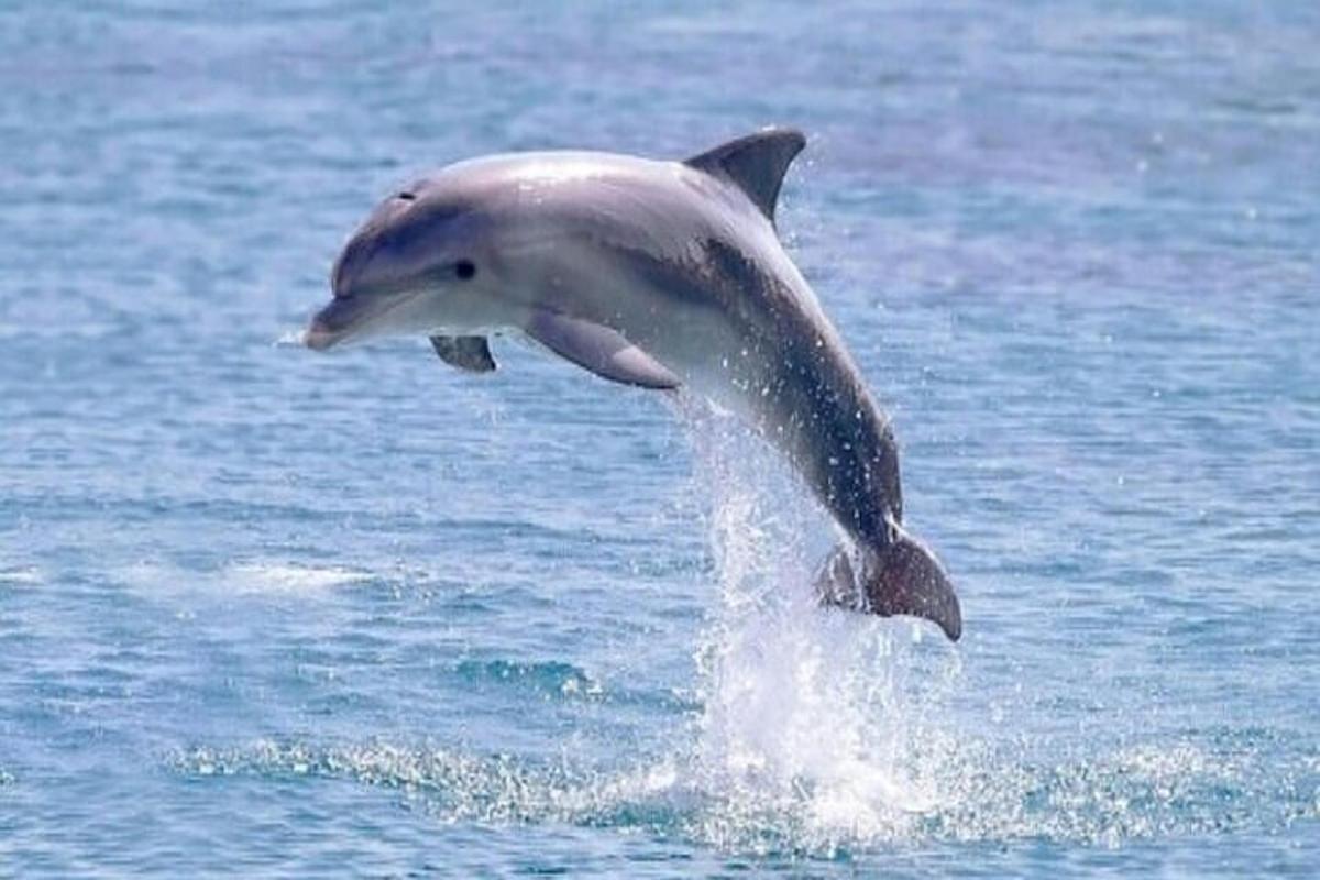 een dolfijn die uit het water springt