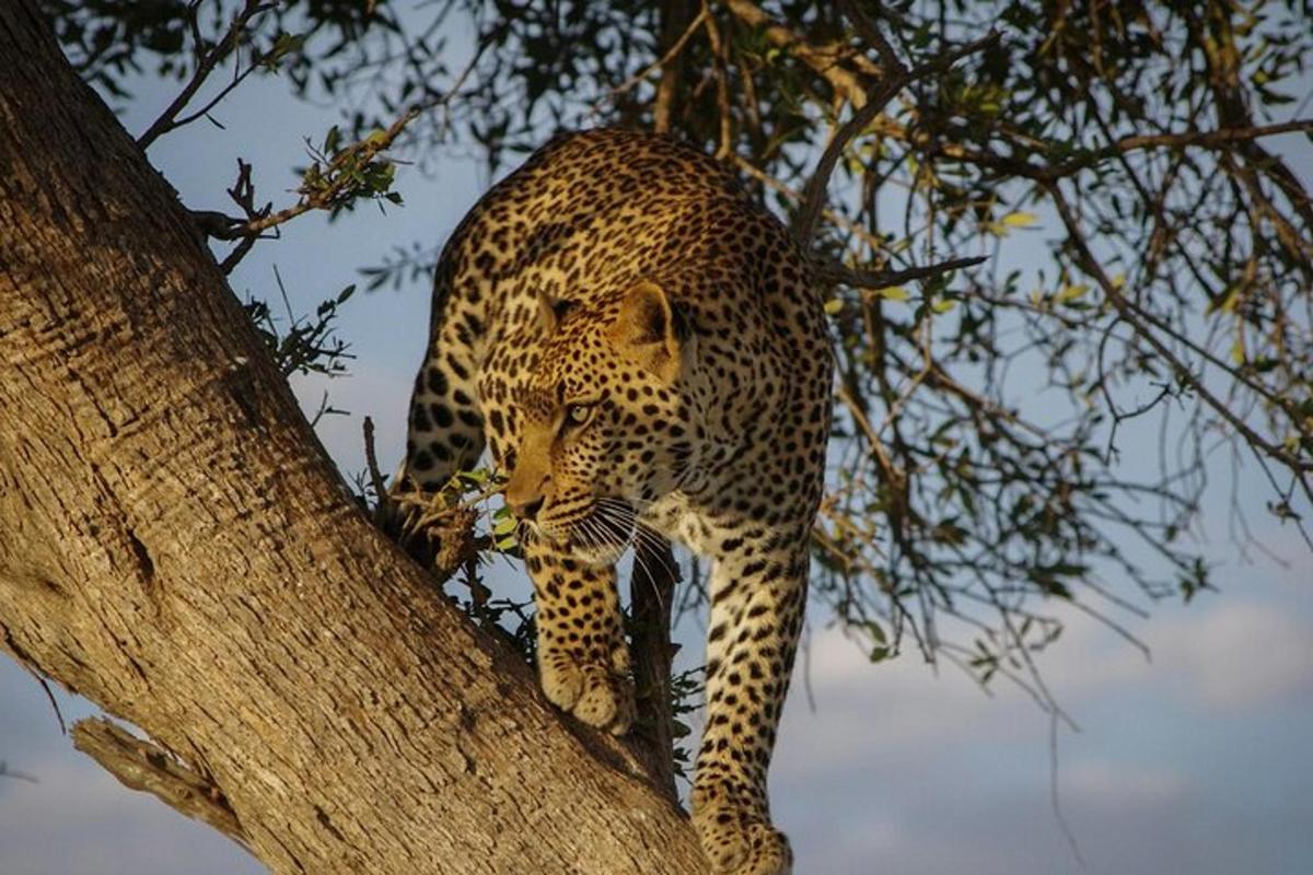 leopard stojící na větvi stromu