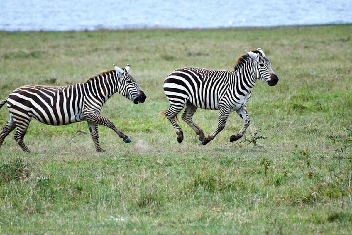 două zebre alergând pe un câmp cu iarbă