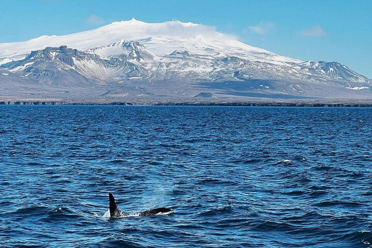 Un delfín en el agua con una montaña al fondo.
