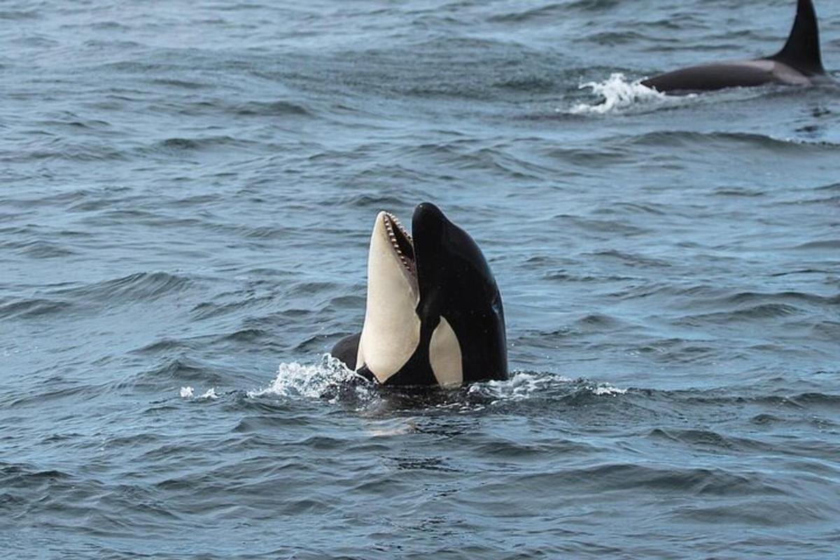 Un par de orcas nadando en el agua