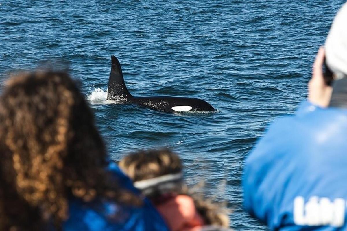 Un grupo de personas observando una orca en el agua.