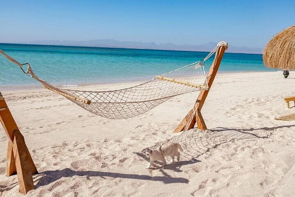 un gos dret a la platja amb una hamaca