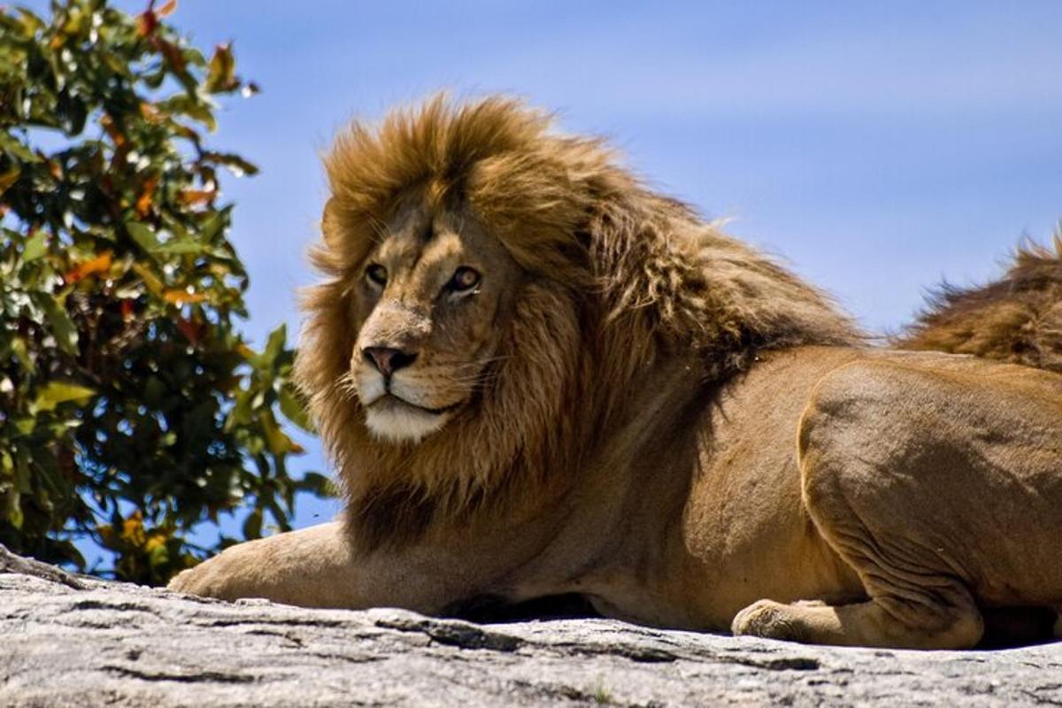 a lion laying on top of a rock