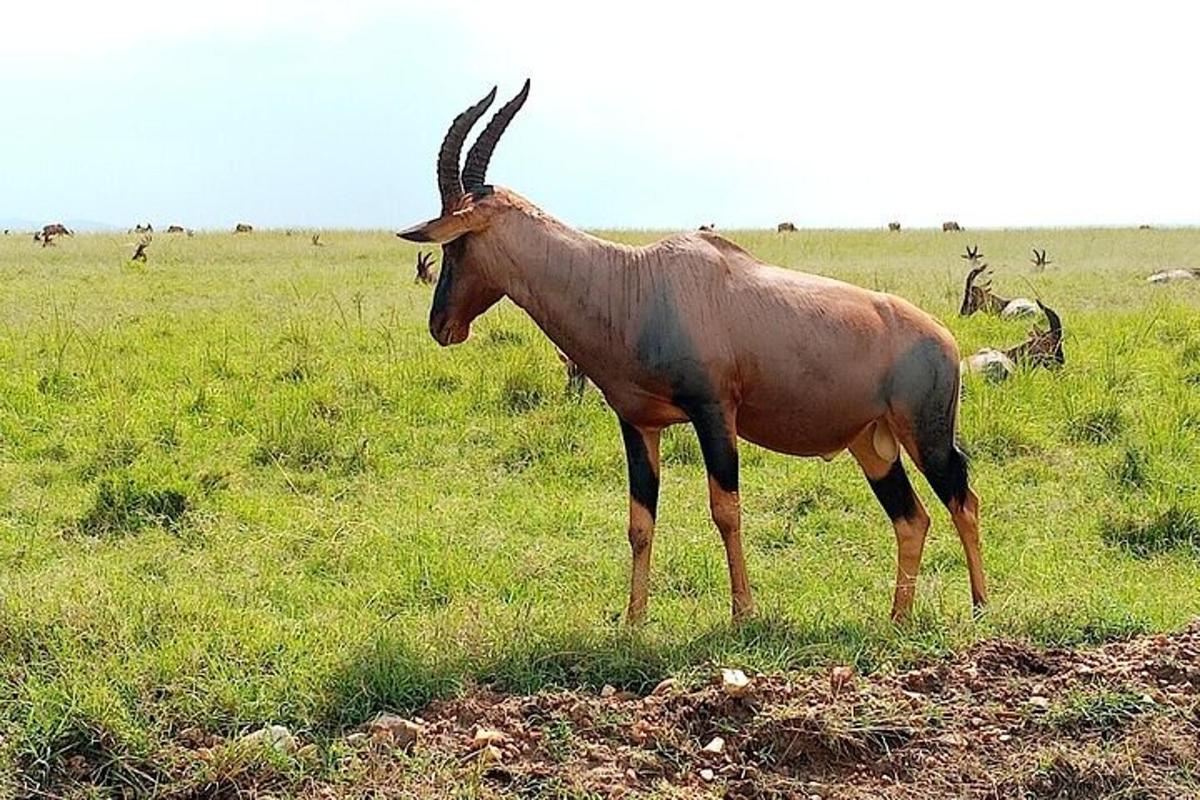 un animal cu coarne lungi care stă pe un câmp