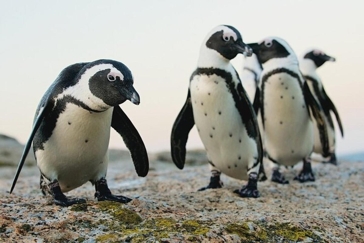 un gruppo di pinguini in piedi su una roccia