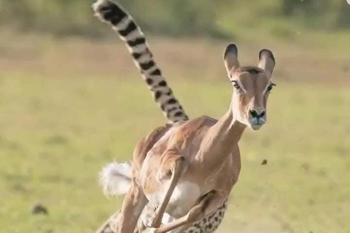 una gasela amb una girafa dempeus en un camp