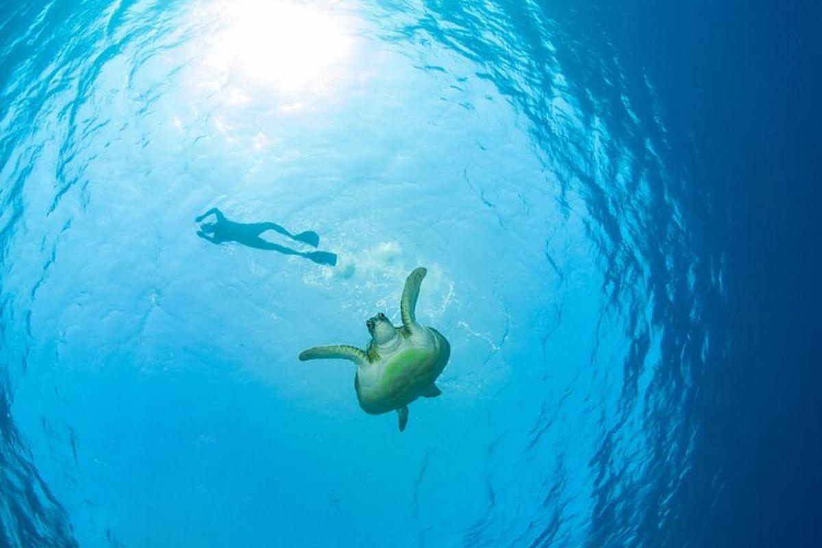 uma pessoa nadando no oceano com uma tartaruga na água