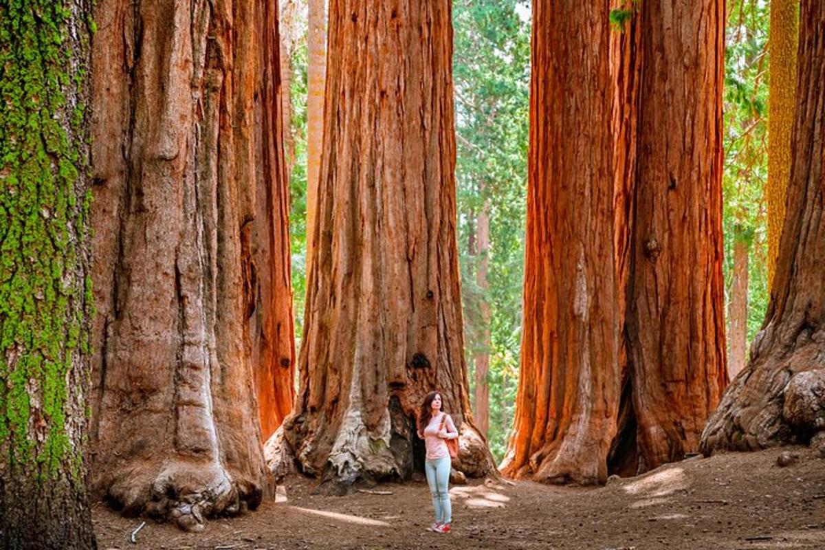 a woman walking through a forest of giant trees