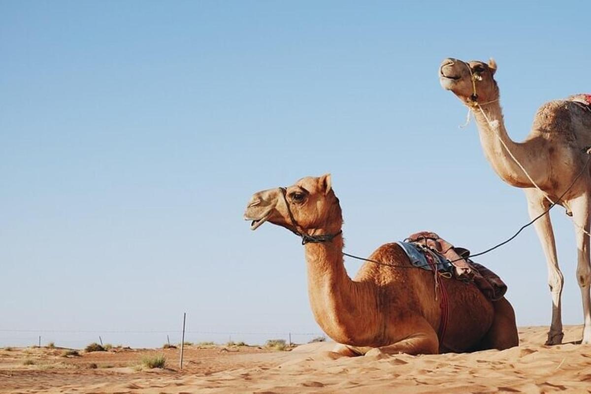جمل يجلس على الرمال في الصحراء