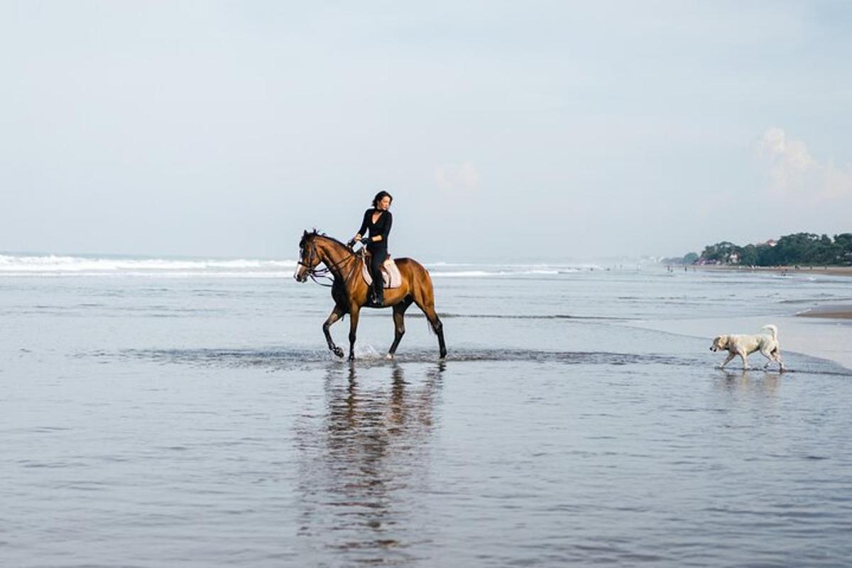 犬を連れて浜辺で馬に乗っている人
