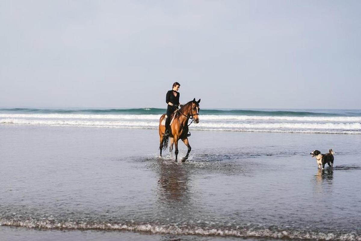 犬を連れて浜辺で馬に乗っている人