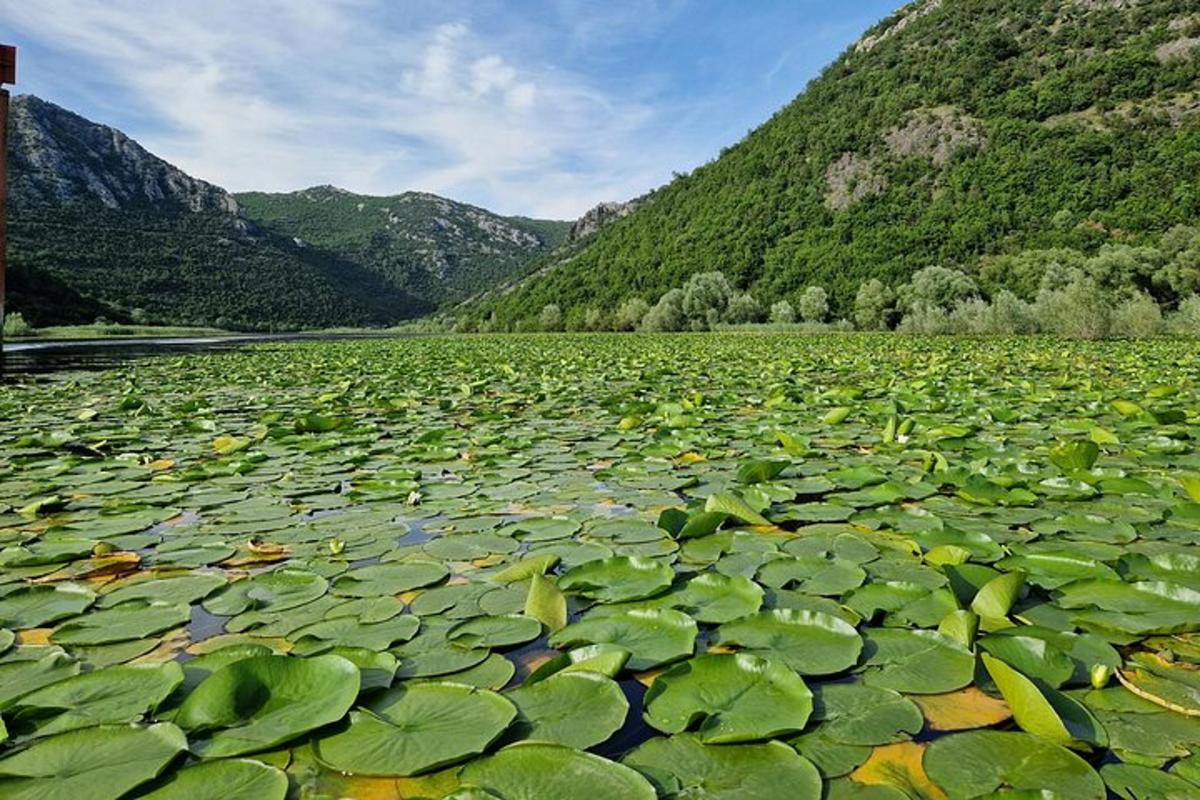 a large pond filled with lots of green lily pads