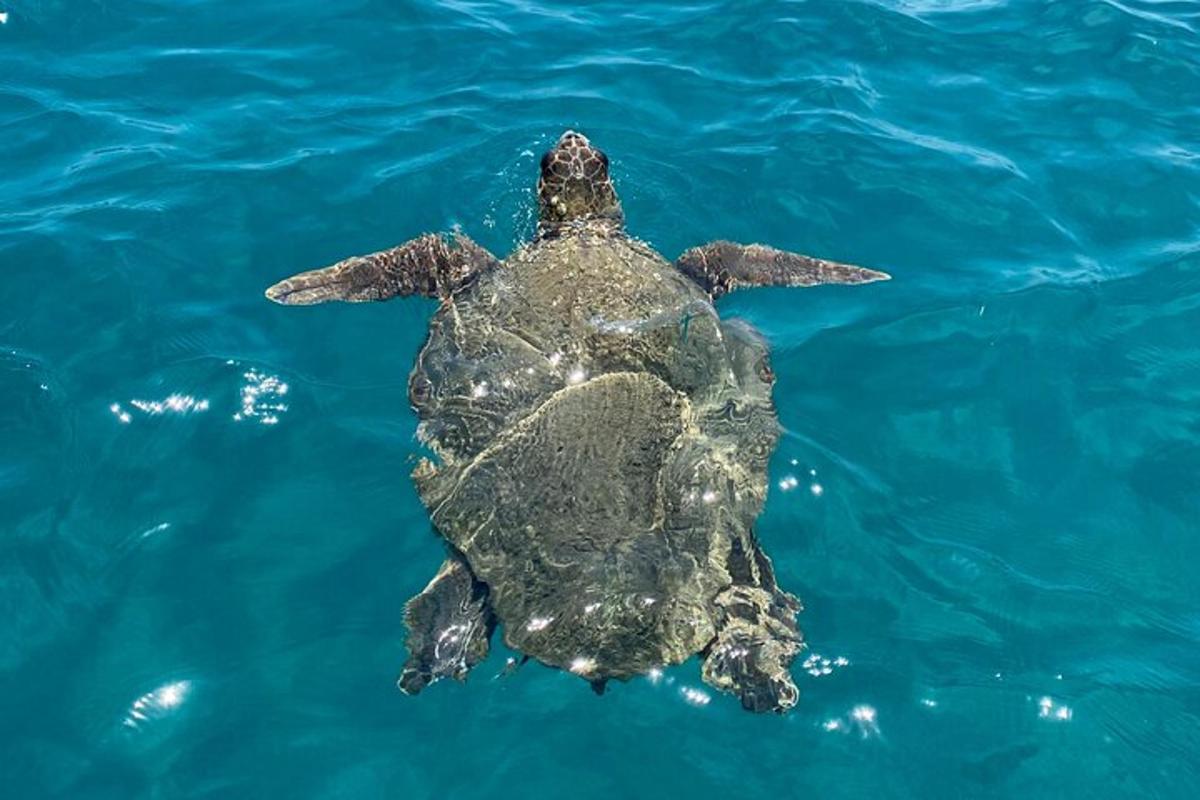 una tartaruga marina verde che nuota nell'acqua
