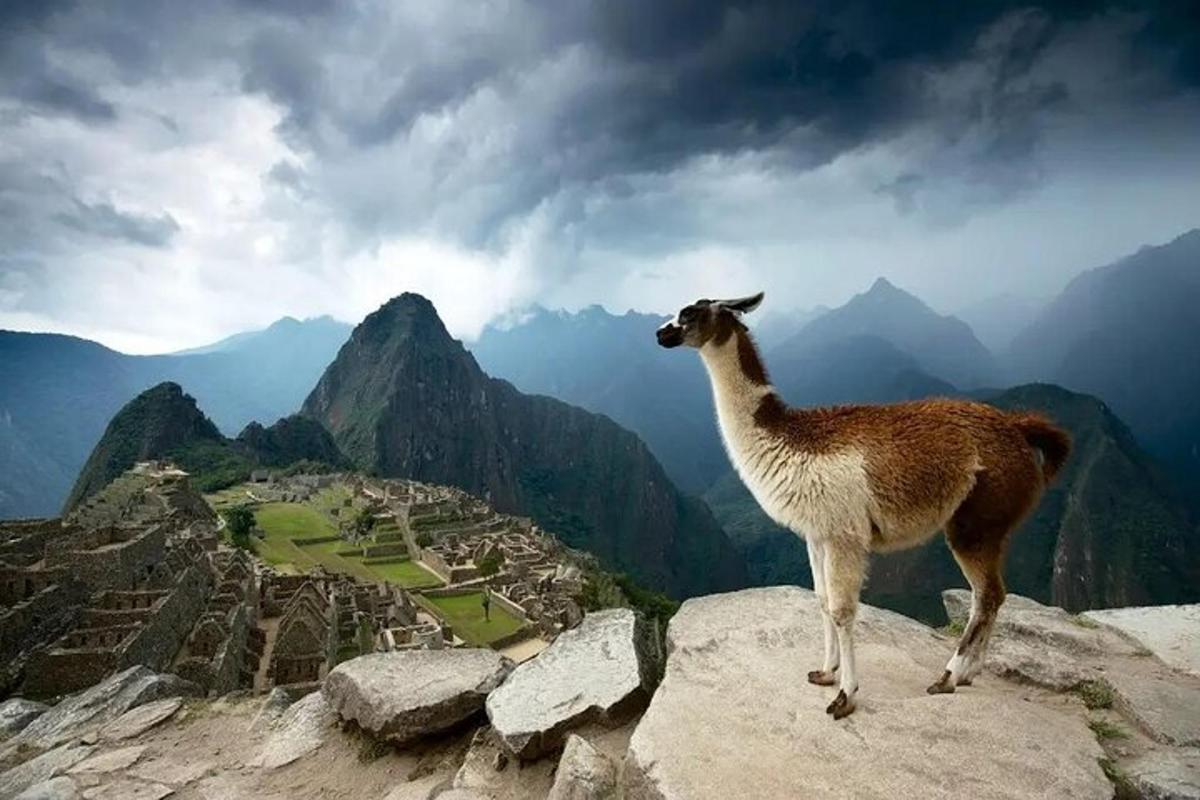 un lama in piedi sulla cima di una montagna