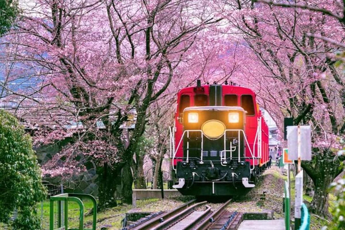 un tren roșu care călătorește pe șine cu copaci înfloriți