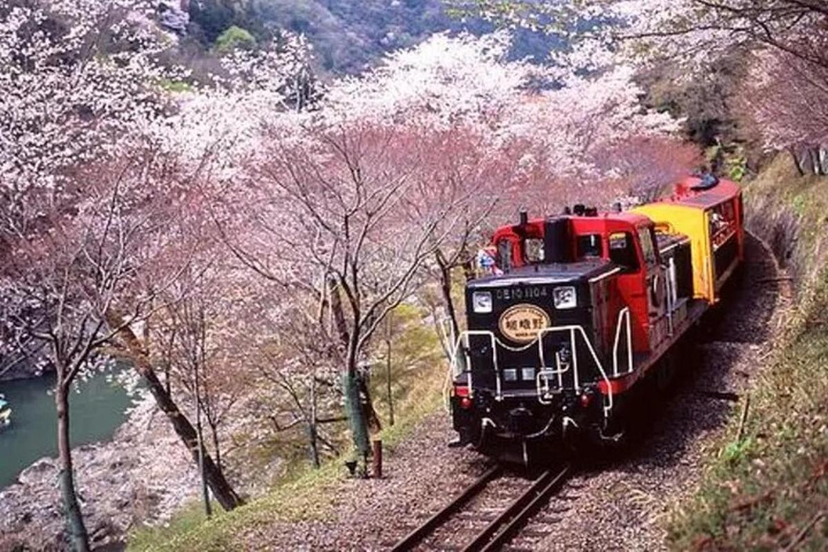 un tren pe șine cu copaci înfloriți