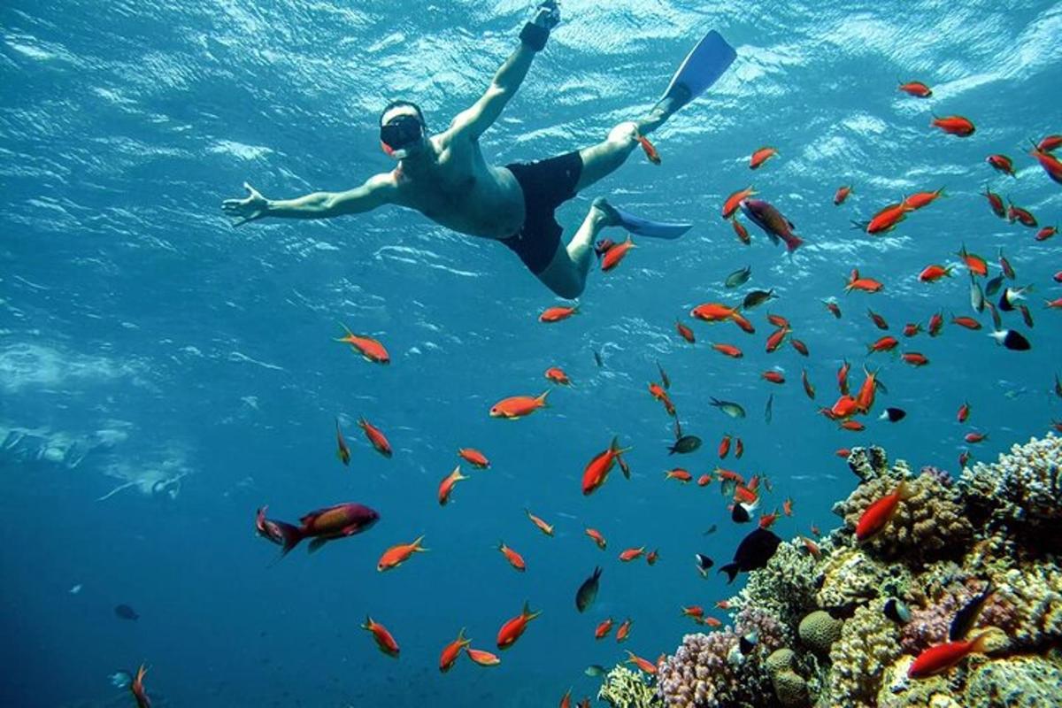 seorang lelaki berenang di atas terumbu karang dengan ikan