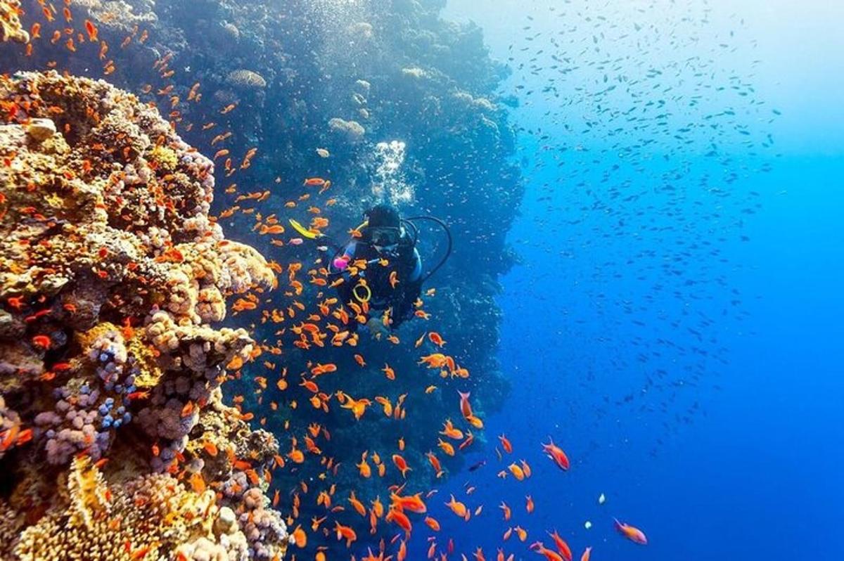 seorang penyelam di terumbu karang dengan kumpulan ikan