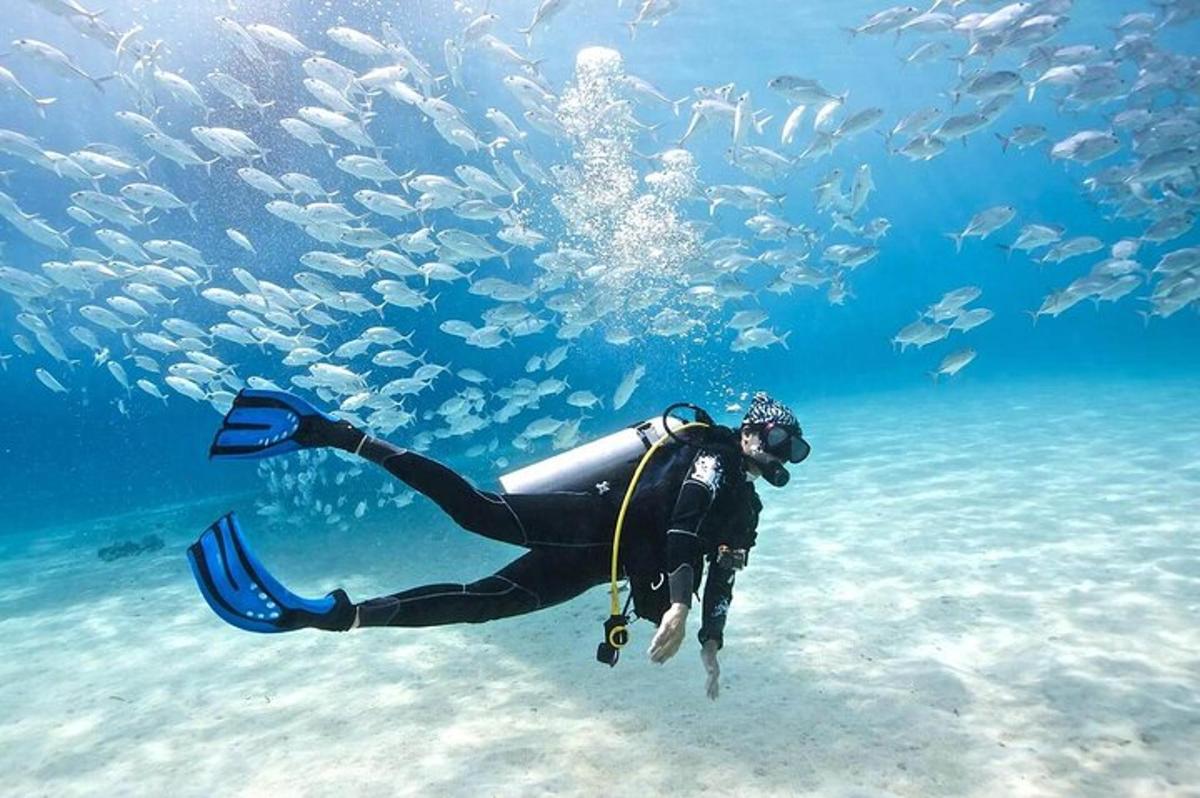 seseorang di dalam air dengan sekumpulan ikan