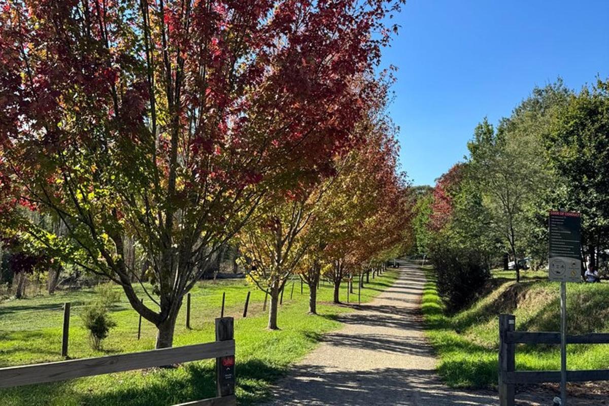 a dirt road with trees on both sides
