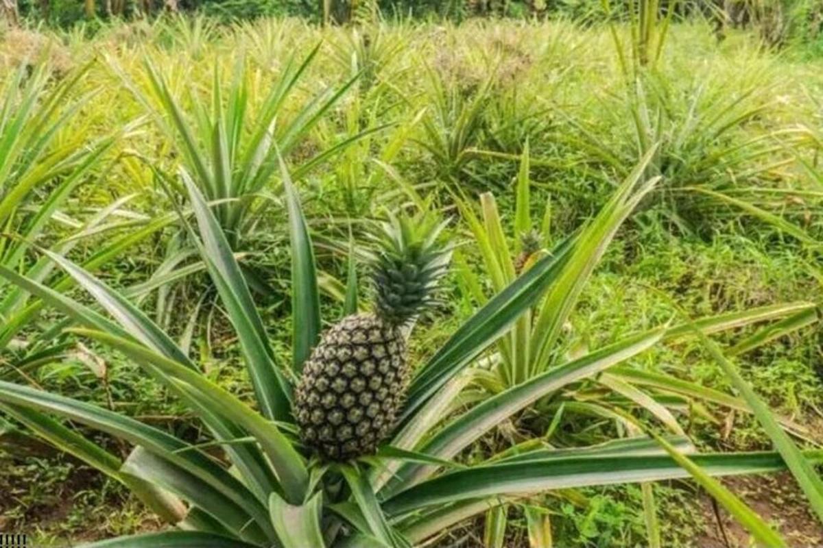 en ananas som sitter på toppen av en plante