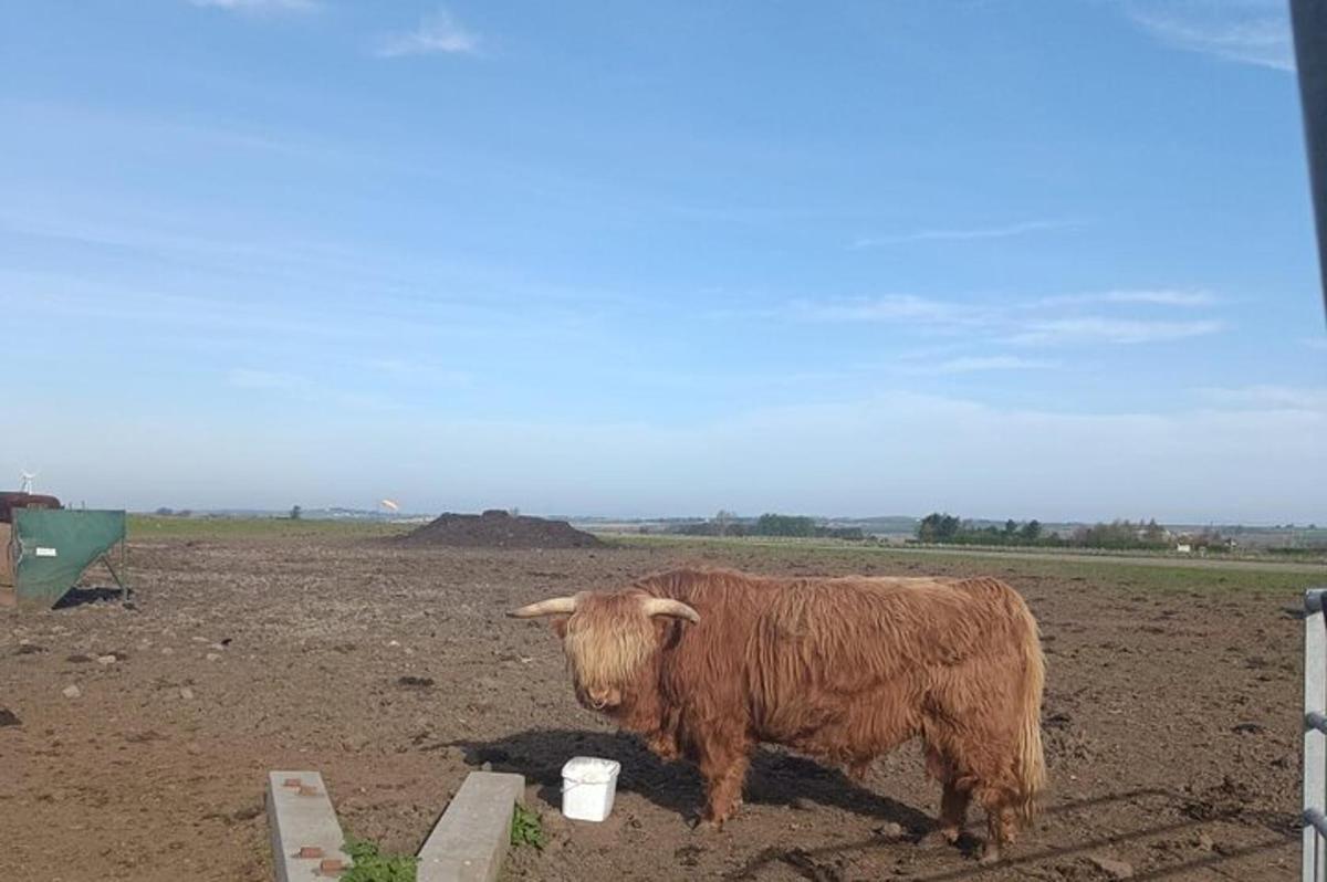 brún kýr stendur á moldarakri