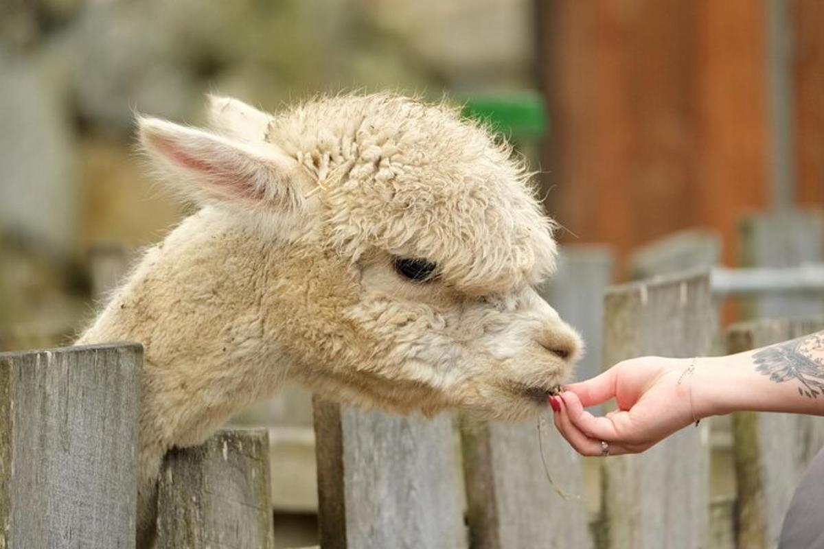 a person feeding a sheep from a fence