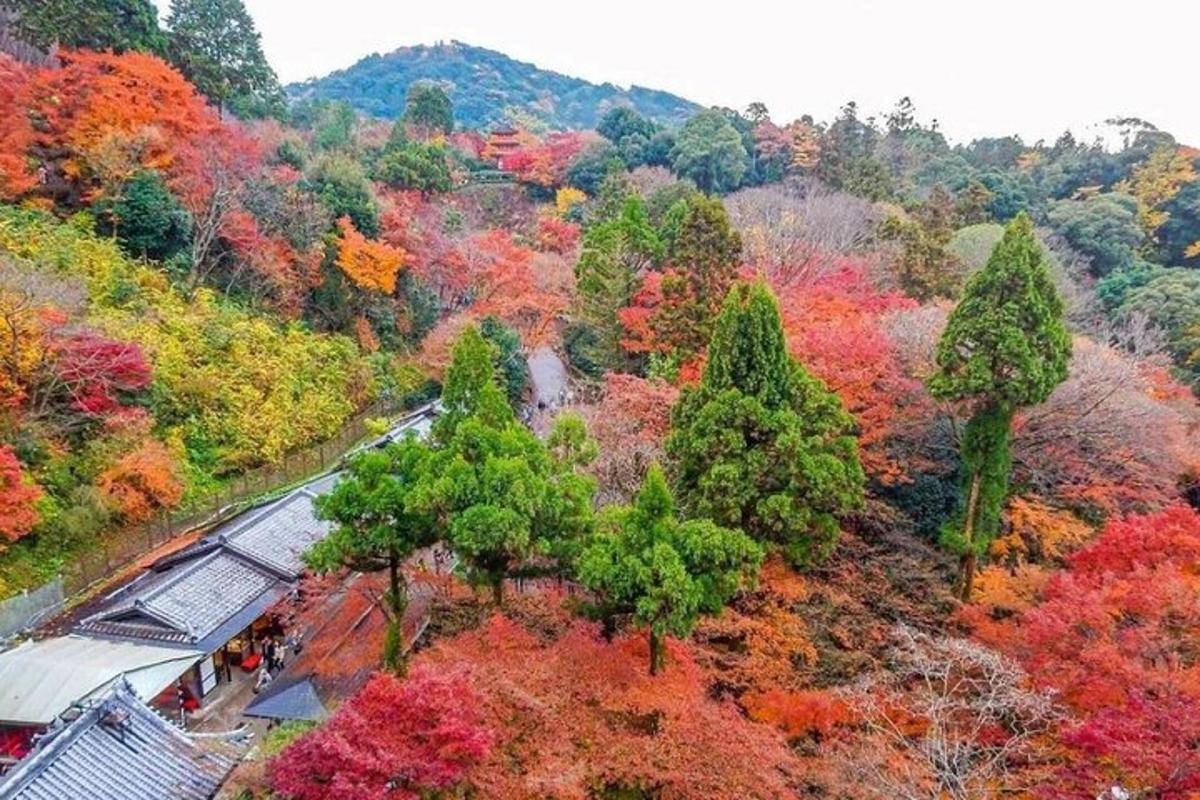 una vista dall'alto di una foresta di alberi in autunno