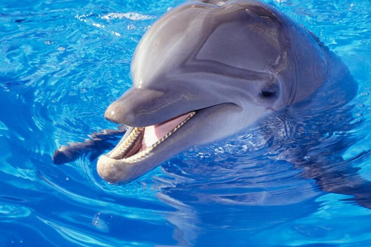 ein Delphin mit offenem Maul im Wasser