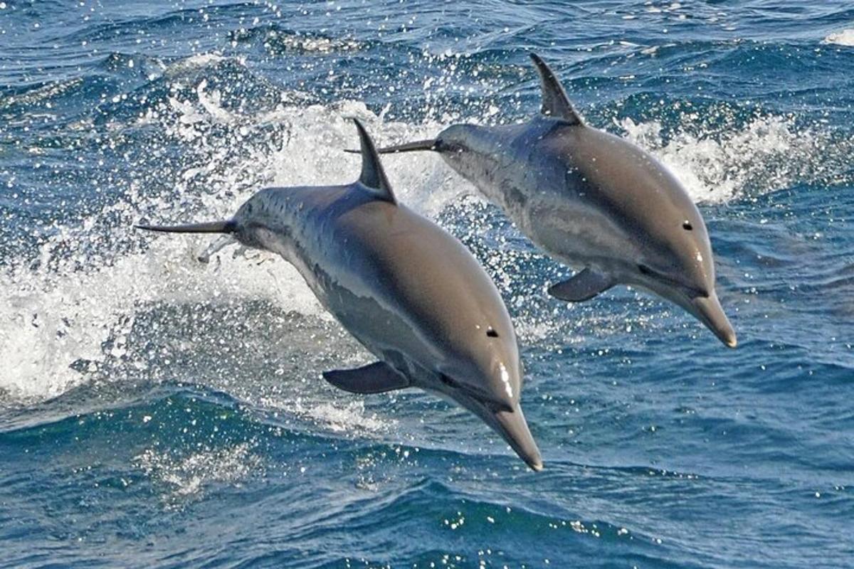 Dva delfíni skákají do vody v oceánu