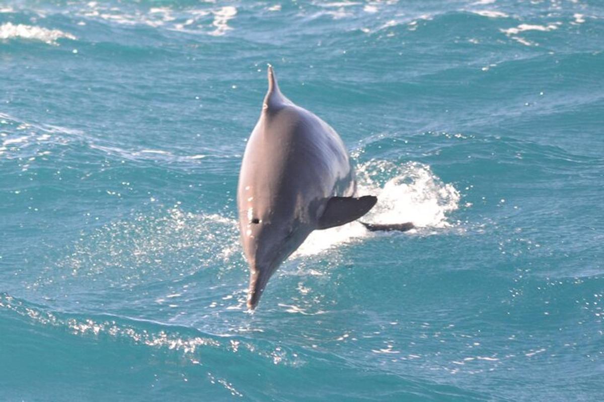 delfin teče po vodi