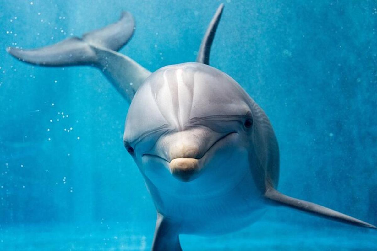 delfin, ki plava v vodi z očmi