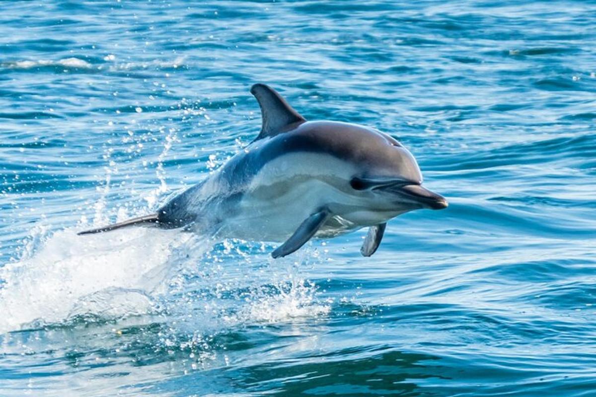 delfin, ki skače iz vode