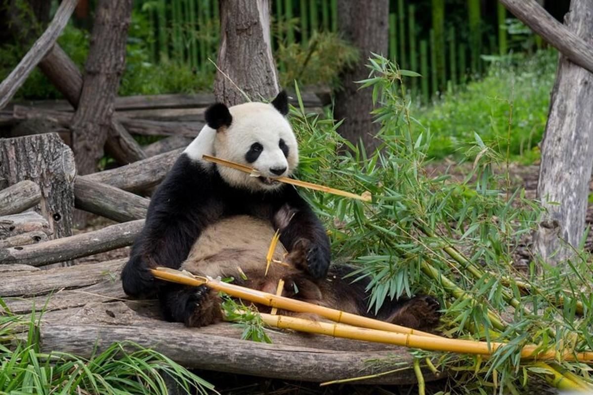 panda držící v tlamě klacek