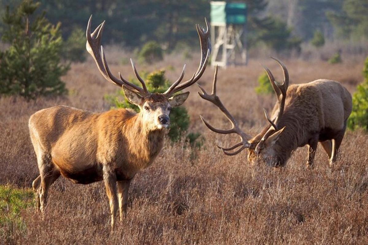 two elk standing in a field of tall grass