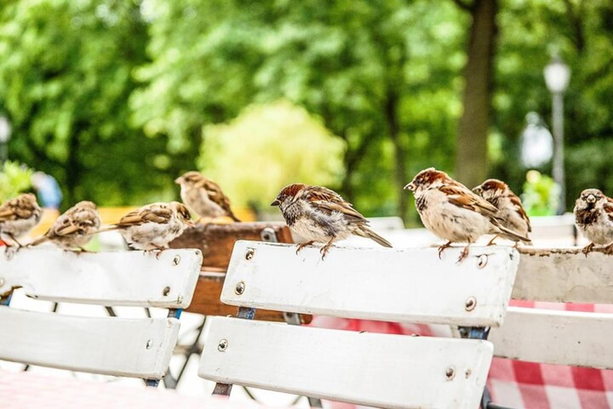 a group of birds sitting on the backs of chairs