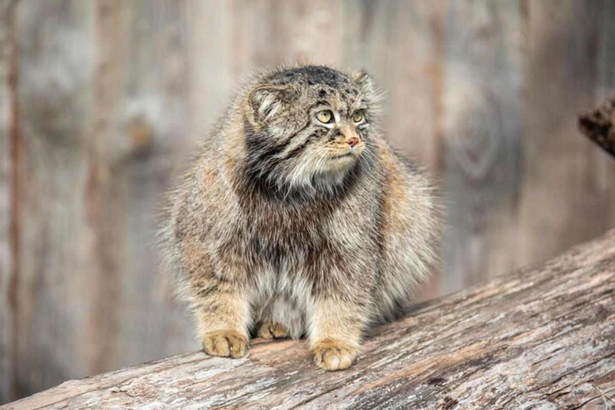 a cat standing on top of a log