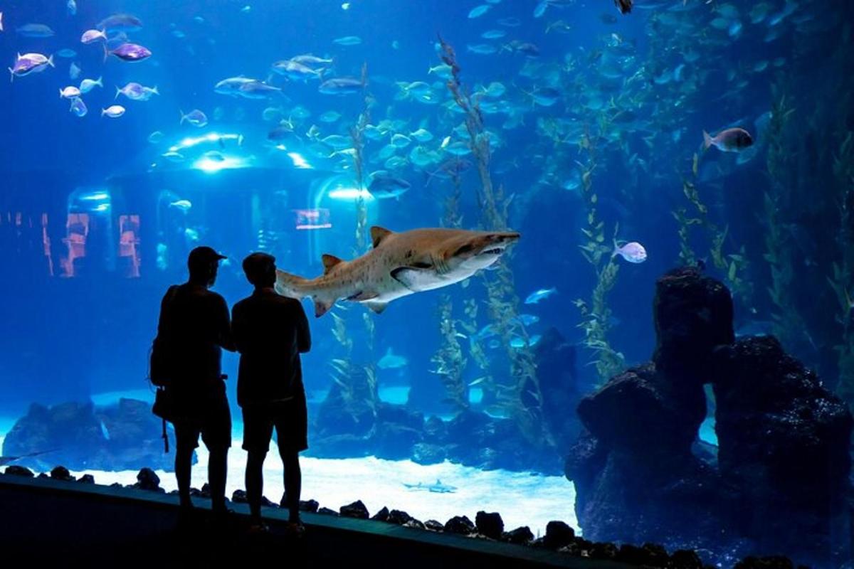 zwei Personen betrachten einen Fisch in einem Aquarium