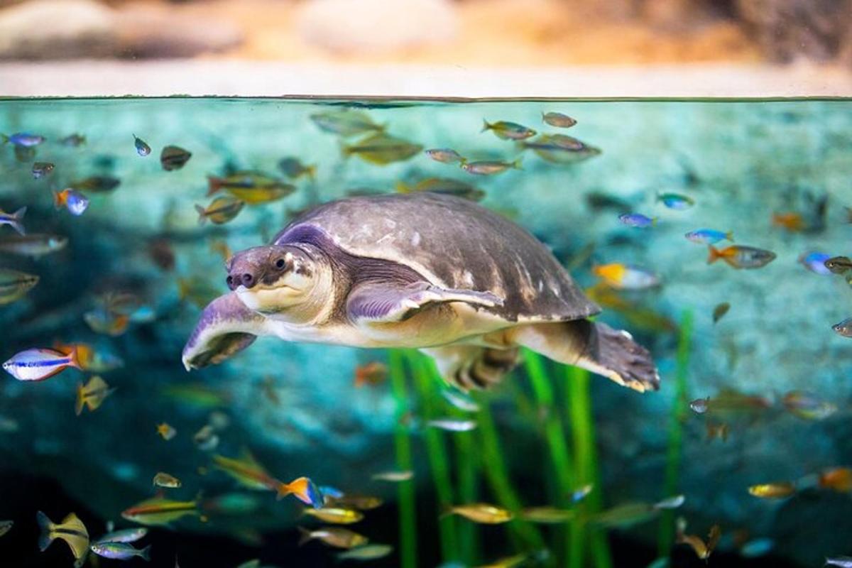 eine Schildkröte, die in einem Aquarium mit Fischen schwimmt